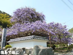 神光寺 のぼり藤 2010