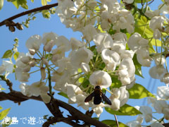 あま塚 白色の大フジ 2011