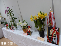 第57回 徳島洋蘭展 2014