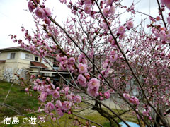 観梅苑 梅の花 2013