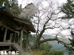 岡見堂のエドヒガン
