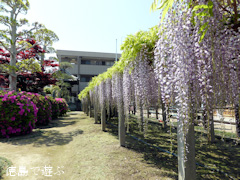 徳島県名西郡石井町 地福寺 藤の花 藤棚 紫 2014