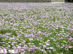 ���Ф��祯�� ���