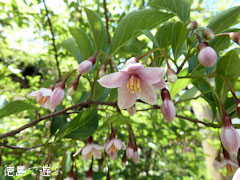 岳人の森 2010年6月9日