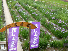 寺町公園 花菖蒲園 2011