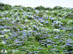 大川原高原 紫陽花 あじさい 2010
