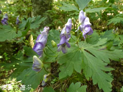 土須峠 トリカブト 2011