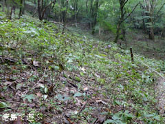 土須峠 トリカブト 2012