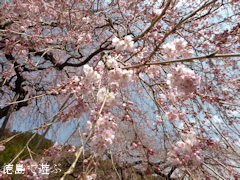 徳島県名西郡神山町 明王寺 しだれ桜 2014