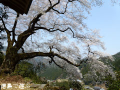 岡見堂 エドヒガン桜 2011