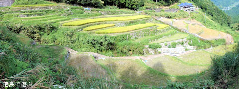 下影の棚田 2010年秋