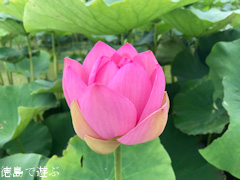 ���縩����� ��󤳤� ��󥳥� ϡ�β� 2017