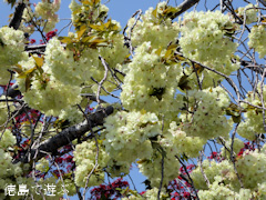 ���縩�������Į ���������� ������� 2016