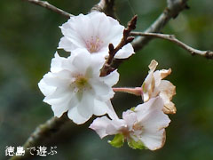 十月桜