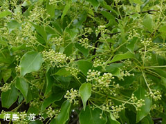 ���Ф��祯�� �� 2012