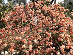 大麻椿園 赤花三椏 アカバナミツマタ 2012