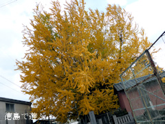 ���ݿ��ҤΥ����祦 2013