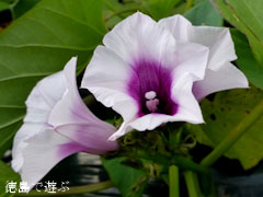 鳴門金時 さつまいも 花 2012