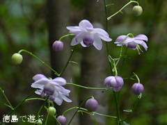 徳島県 神山町 岳人の森 レンゲショウマ 蓮華升麻 2015