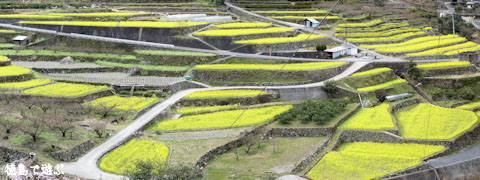 江田 菜の花の里
