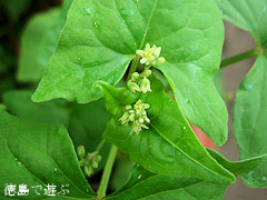 緑花そば 緑色そば 韃靼そば