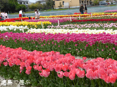 徳島県板野郡北島町 きたじまチューリップフェア 2014
