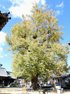 徳島県板野郡板野町羅漢 地蔵寺のイチョウ 2016