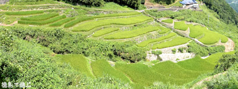 下影の棚田 稲穂 2009