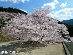 �ųڻ� �� 2011