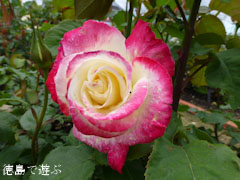 藍住 春のバラ祭り 2012