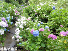 美粧園 紫陽花 あじさい