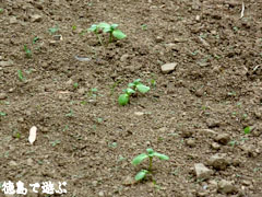 横瀬立川 ひまわり