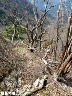 あけぼの峠 アケボノツツジ 2010