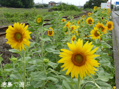 ���縩���������Į��ë ������ ������ 2014