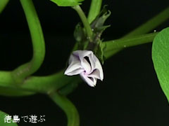 鳴門金時 なると金時 開花 2012