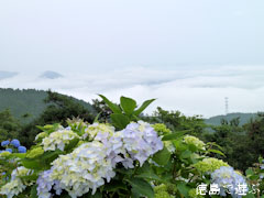大川原高原 紫陽花 あじさい 2010