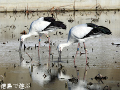 徳島県鳴門市大津町 コウノトリ 鸛 2015年10月19日