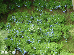 相生森林文化公園 あいあいらんど に 紫陽花 あじさい 2011