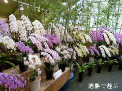 �Ƥ������Τ�����Ÿ