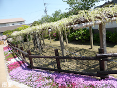 徳島県名西郡石井町 地福寺 藤の花 藤棚 白 2014