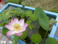 板野郡板野町 徳島県立埋蔵文化財総合センター 大賀蓮 大賀ハス 2014