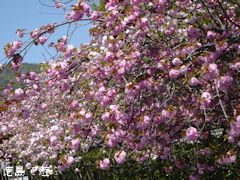 ���縩�������Į ���������� Ȭ�ź� 2016