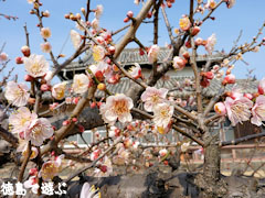 千光寺 臥竜梅