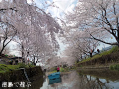 勝浦さくら祭り 2012