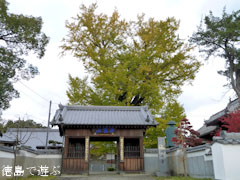 地蔵寺のイチョウ 2010