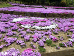 加茂農村公園 芝桜 2011