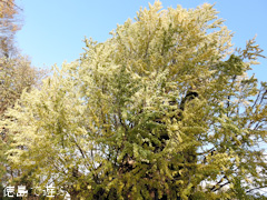 徳島県名西郡石井町 矢神のイチョウ 2015
