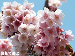 両国橋東公園 寒桜 カンザクラ