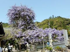 ���縩̾��������Į������ ������ �Τܤ�ƣ 2014