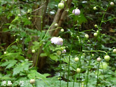 岳人の森 レンゲショウマ 蓮華升麻 2011